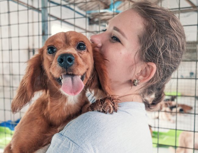 The Niagara Falls Humane Society